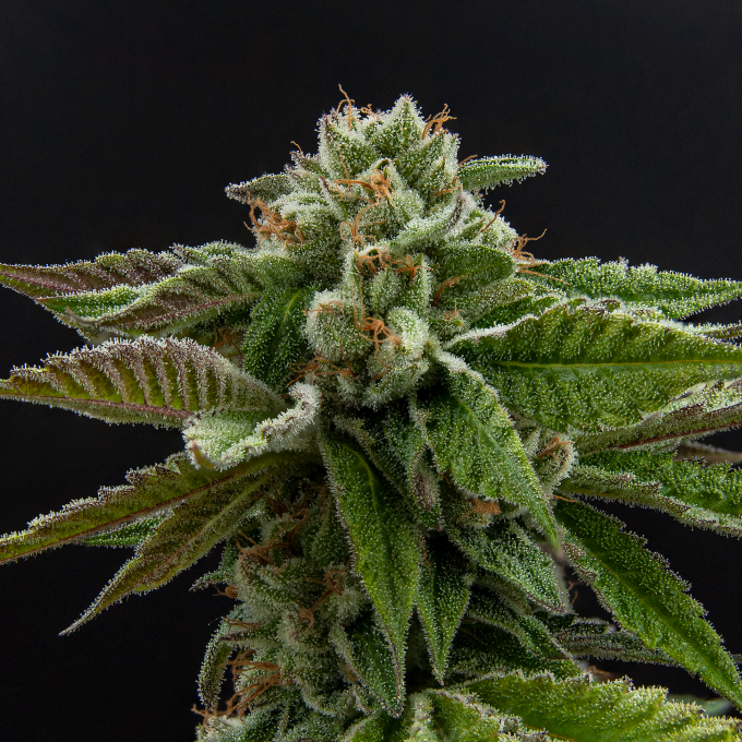 Alien Rock Candy | Cannabis Strains | Durango Cannabis Company