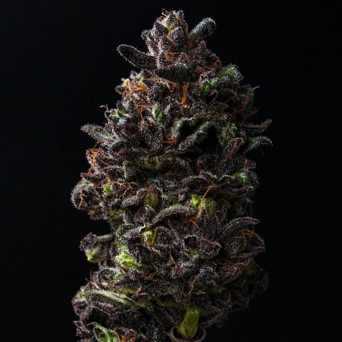 Sour Apple Truffle | Cannabis Strains | Durango Cannabis Company